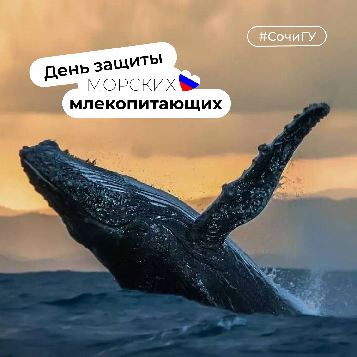 19 февраля – день защиты морских млекопитающих 