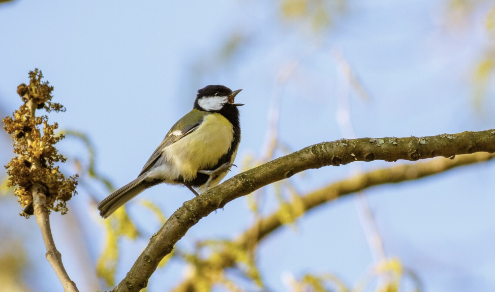 Международный день птиц