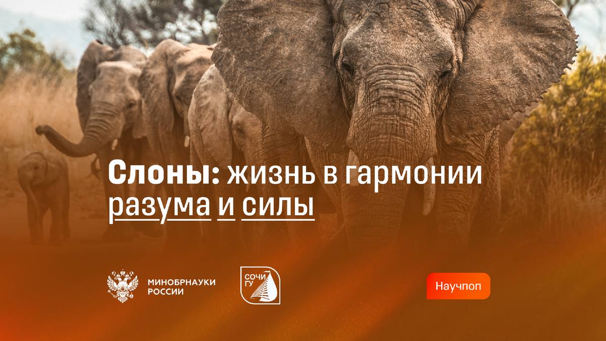 Слоны: жизнь в гармонии силы и разума
