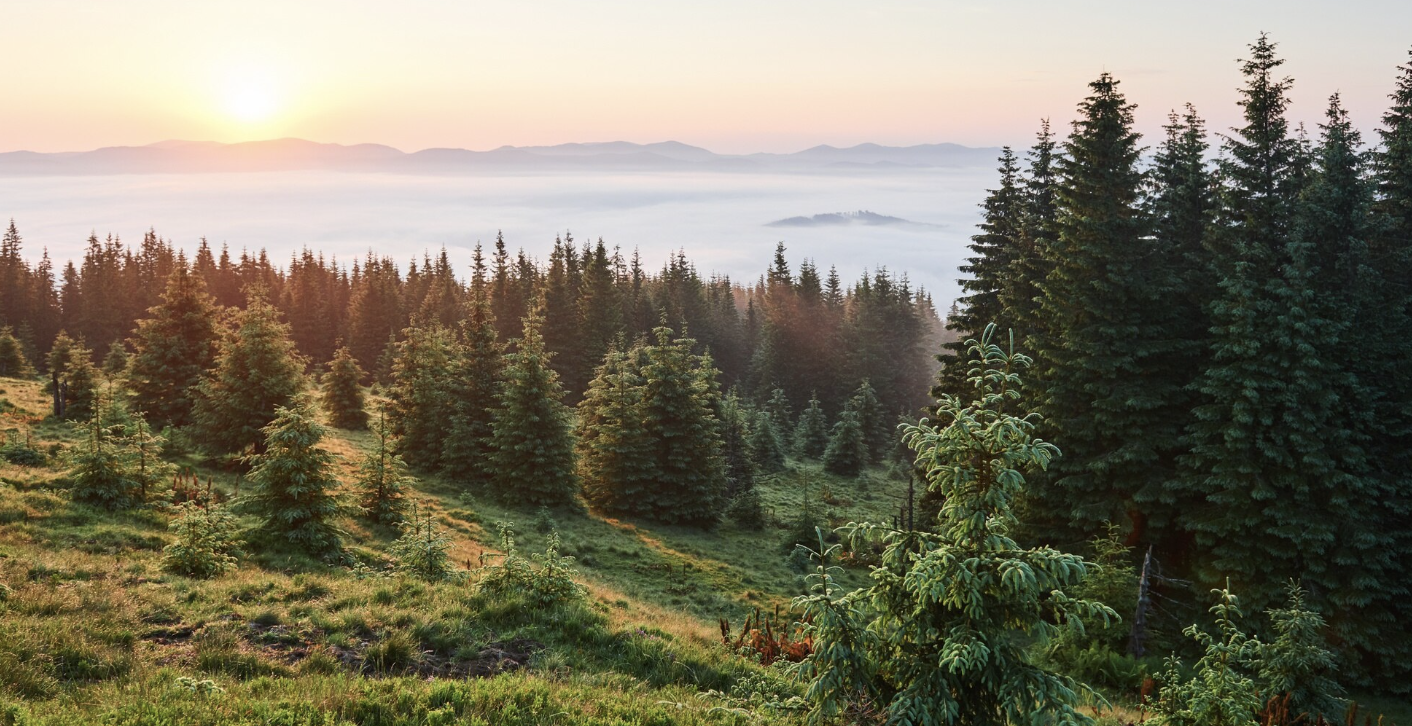 Международный день лесов